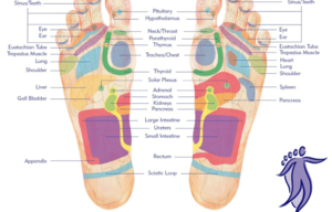 Mobile Reflexology . Plantar footmap 